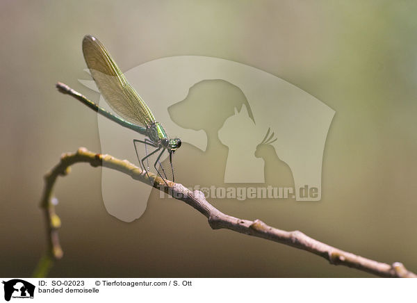 banded demoiselle / SO-02023
