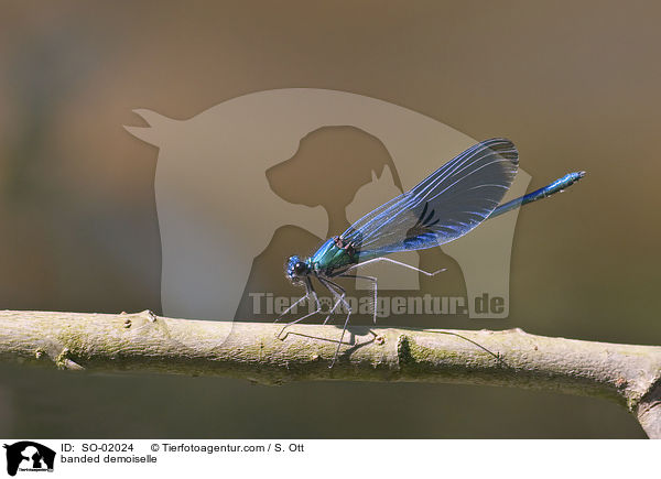 gebnderte Prachtlibelle / banded demoiselle / SO-02024