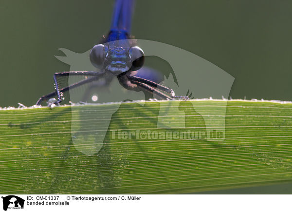 Gebnderte Prachtlibelle / banded demoiselle / CM-01337