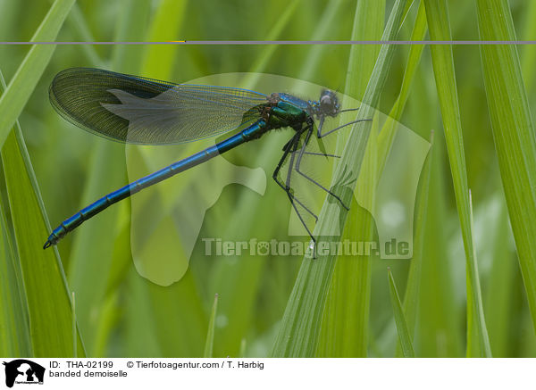 Gebnderte Prachtlibelle / banded demoiselle / THA-02199
