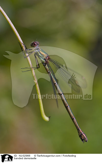 banded demoiselle / HJ-02966