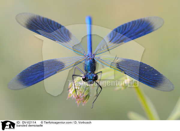 banded demoiselle / DV-02114