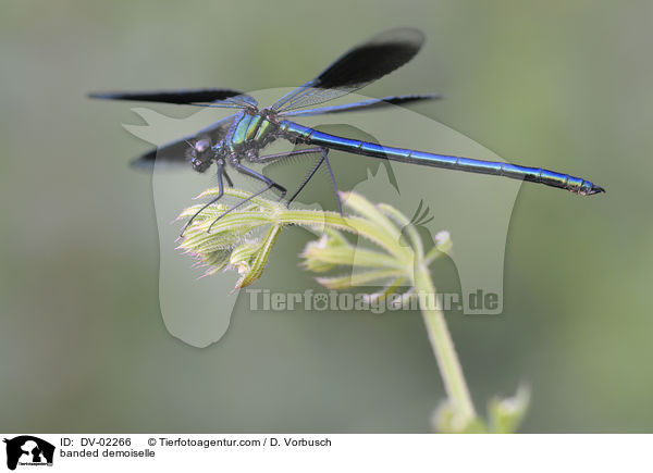 banded demoiselle / DV-02266