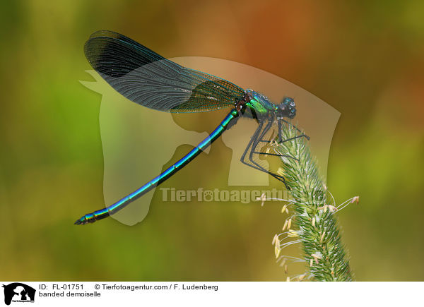 banded demoiselle / FL-01751