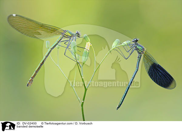banded demoiselle / DV-02400
