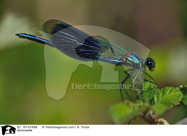 demoiselle / AT-01698