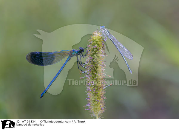 banded demoiselles / AT-01834