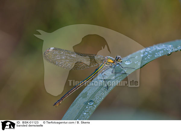 banded demoiselle / BSK-01123