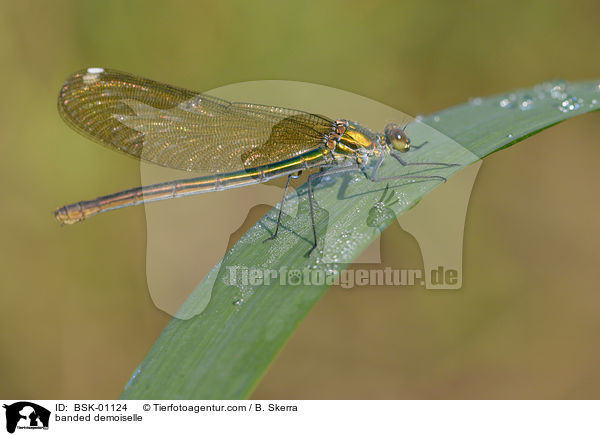 banded demoiselle / BSK-01124
