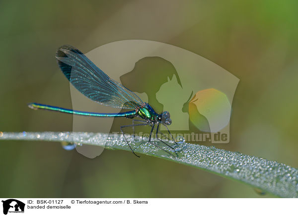 banded demoiselle / BSK-01127