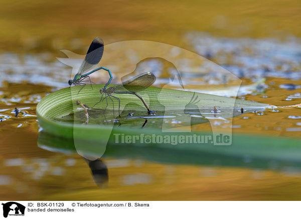 banded demoiselles / BSK-01129