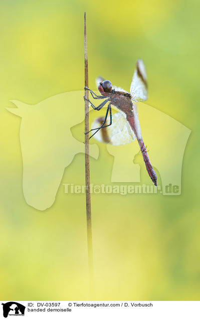 Gebnderte Prachtlibelle / banded demoiselle / DV-03597