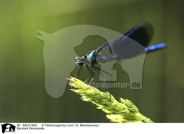 Gebnderte Prachtlibelle / Banded Demoiselle / KB-01840