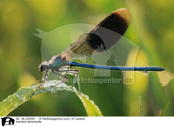 Gebnderte Prachtlibelle / banded demoiselle / HL-02445