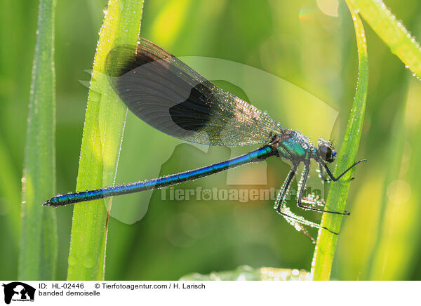 Gebänderte Prachtlibelle / banded demoiselle / HL-02446