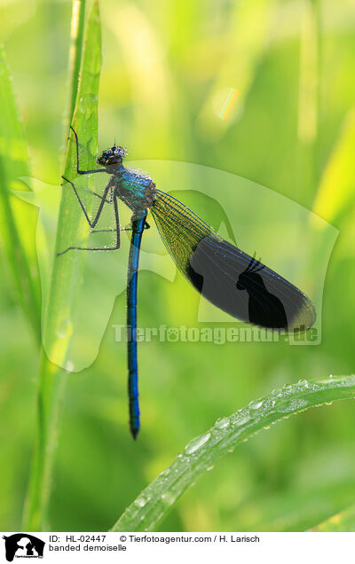 Gebnderte Prachtlibelle / banded demoiselle / HL-02447