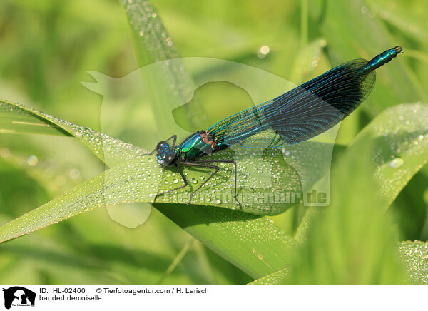 banded demoiselle / HL-02460
