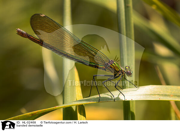 Gebnderte Prachtlibelle / banded demoiselle / HL-02468