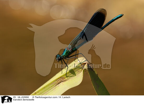banded demoiselle / HL-02668