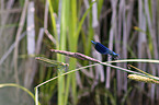 banded demoiselles
