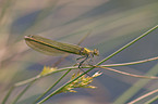 banded demoiselle