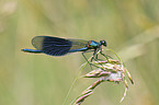 banded demoiselle