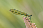 banded demoiselle