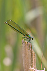 banded demoiselle