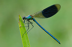 banded demoiselle