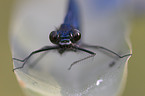 banded demoiselle