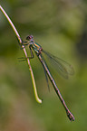 banded demoiselle