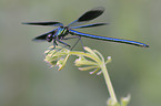 banded demoiselle