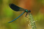banded demoiselle