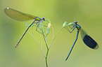 banded demoiselle