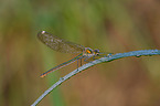 banded demoiselle