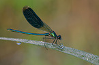 banded demoiselle