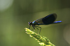 Banded Demoiselle