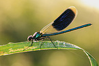 banded demoiselle