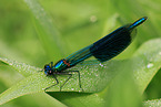 banded demoiselle