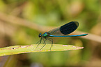 banded demoiselle