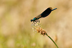 banded demoiselle