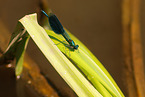 banded demoiselle