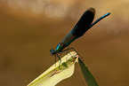 banded demoiselle
