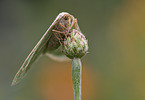 barred red