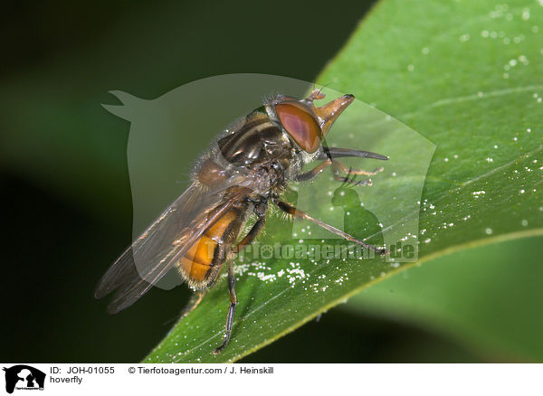 Schnauzen-Schwebfliege / hoverfly / JOH-01055