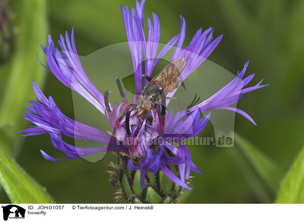 Schnauzen-Schwebfliege auf Blume / hoverfly / JOH-01057