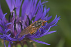 hoverfly