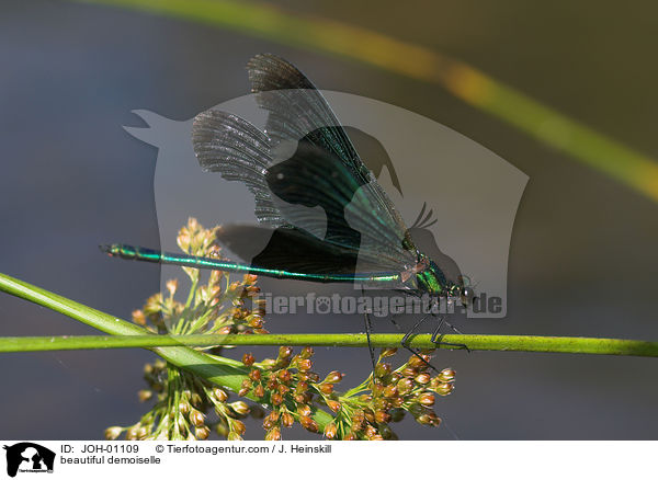 Blauflgel-Prachtlibelle / beautiful demoiselle / JOH-01109