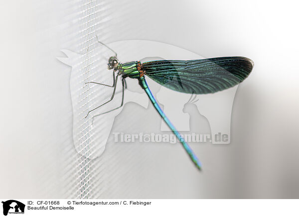 Blauflügel-Prachtlibelle / Beautiful Demoiselle / CF-01668