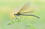 demoiselle